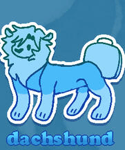 Dachshund