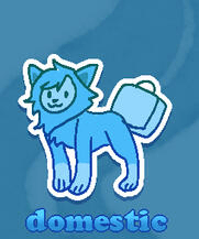 Domestic Cat